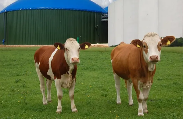 Cows